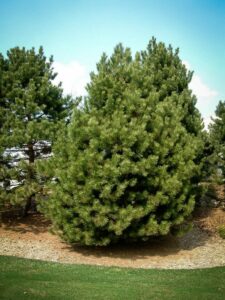 Сосна Чёрная (Pinus Nigra) купить по цене от 270.00р. в интернет-магазине «Посадика» с доставкой почтой в в Красный Сулине и по всей России – [изображение №1].