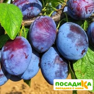 Слива Чачакская ранняя купить по цене от 229.00р. в интернет-магазине «Посадика» с доставкой почтой в в Красный Сулине и по всей России – [изображение №1].