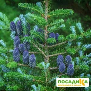 Пихта корейская (Abies koreana) купить по цене от 450.00р. в интернет-магазине «Посадика» с доставкой почтой в в Красный Сулине и по всей России – [изображение №1].