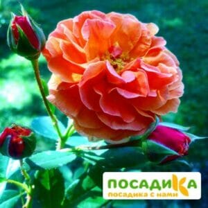 Роза Арабия купить по цене от 350.00р. в интернет-магазине «Посадика» с доставкой почтой в в Красный Сулине и по всей России – [изображение №1].