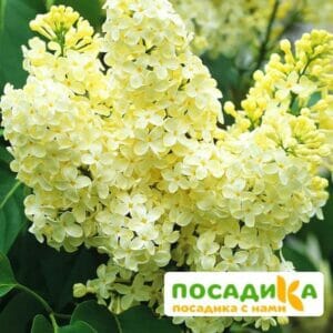 Сирень Примроуз (Primrose) купить по цене от 529.00р. в интернет-магазине «Посадика» с доставкой почтой в в Красный Сулине и по всей России – [изображение №1].