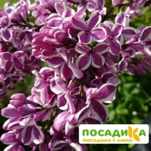 Сирень Сенсация купить по цене от 529.00р. в интернет-магазине «Посадика» с доставкой почтой в в Красный Сулине и по всей России – [изображение №1].