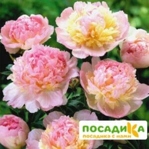 Пион Распберри Сандей (Paeonia Raspberry Sundae) купить по цене от 959р. в интернет-магазине «Посадика» с доставкой почтой в в Красный Сулине и по всей России – [изображение №1].