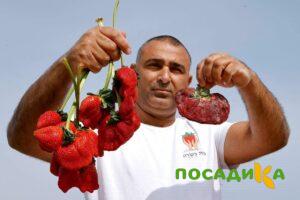 Клубника Гигант Джорнея купить по цене от 266р. в интернет-магазине «Посадика» с доставкой почтой в в Красный Сулине и по всей России – [изображение №1].