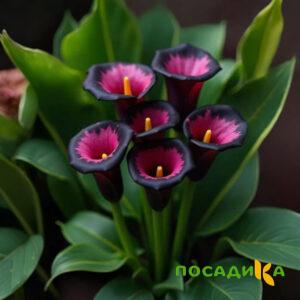 Калла Аура Лейс купить по цене от 400р. в интернет-магазине «Посадика» с доставкой почтой в в Красный Сулине и по всей России – [изображение №1].