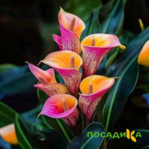 Калла Оникс купить по цене от 450р. в интернет-магазине «Посадика» с доставкой почтой в в Красный Сулине и по всей России – [изображение №1].