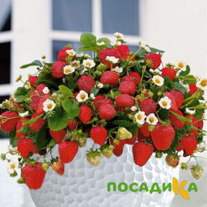 Клубника Рубиновый Шепот (горшечная) купить по цене от 240р. в интернет-магазине «Посадика» с доставкой почтой в в Красный Сулине и по всей России – [изображение №1].