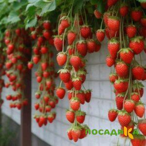 Клубника вьющаяся Комплимент купить по цене от 470р. в интернет-магазине «Посадика» с доставкой почтой в в Красный Сулине и по всей России – [изображение №1].
