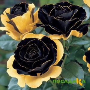 Роза Ханни Сикл купить по цене от 700р. в интернет-магазине «Посадика» с доставкой почтой в в Красный Сулине и по всей России – [изображение №1].
