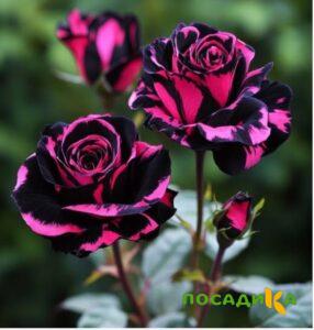 Роза Багровый Шепот купить по цене от 366р. в интернет-магазине «Посадика» с доставкой почтой в в Красный Сулине и по всей России – [изображение №1].
