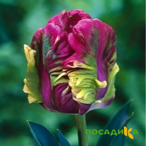 Тюльпан Экзотик Хэвен купить по цене от 186р. в интернет-магазине «Посадика» с доставкой почтой в в Красный Сулине и по всей России – [изображение №1].